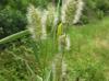 Polypogon monspeliensis